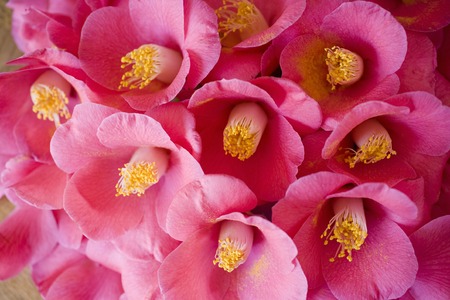 Image of Camelliaの写真素材