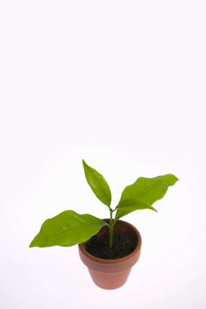 Potted Greenの写真素材