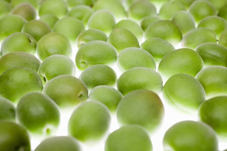 Green plumの写真素材