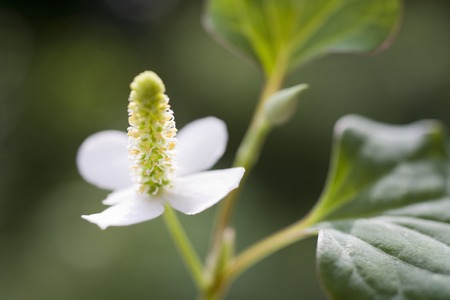 Flowers of houttuynia cordataの写真素材