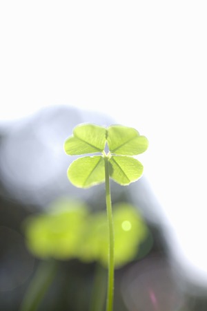 Fourleaf cloverの写真素材