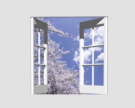Sakura of Sumida park from windowの写真素材