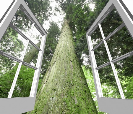 Large tree from the windowの写真素材
