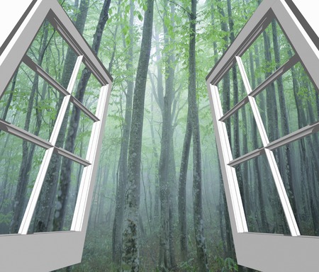 The fresh green of the beech forest from windowの写真素材