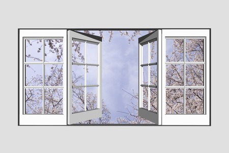 Sakura from the window of the Forest Park Negishiの写真素材