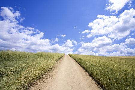 Road in the clouds and wheat fieldの写真素材