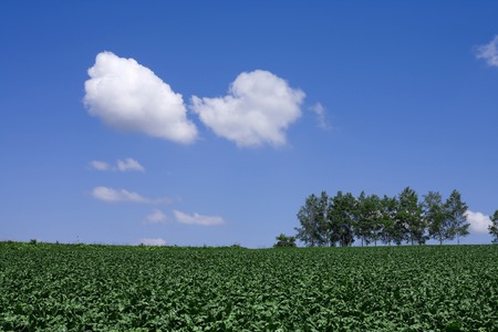 Green Hills and trees and cloudの写真素材