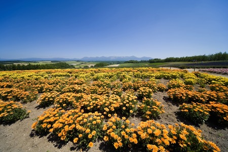 Hill Garden of the seasonsの写真素材