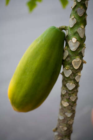 Papayaの写真素材