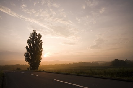 Poplar of the morning glowの写真素材