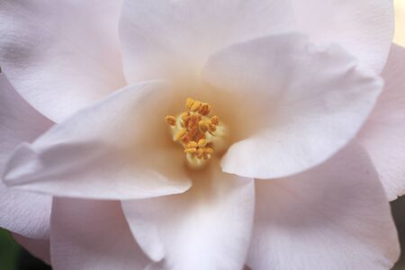 Camelliaの写真素材