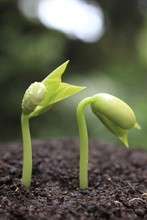 Bean sproutsの写真素材