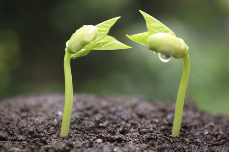 Bean sproutsの写真素材