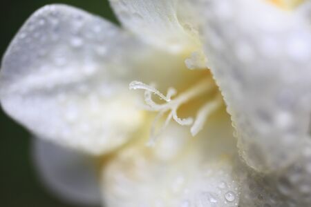 Freesiaの写真素材