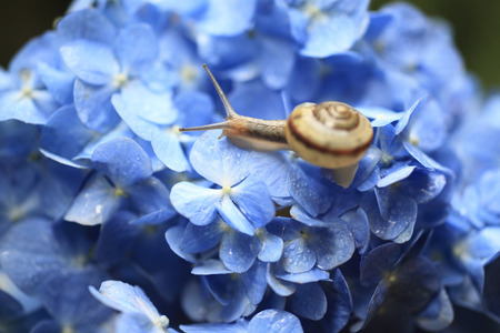 Snails on hydrangeasの写真素材