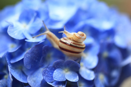 Snails on hydrangeasの写真素材
