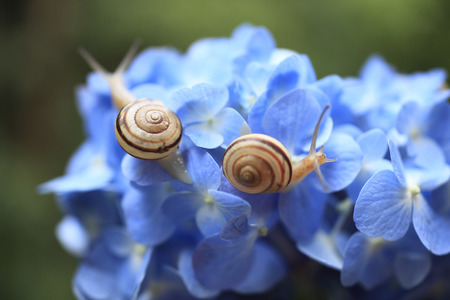 Snails on hydrangeas