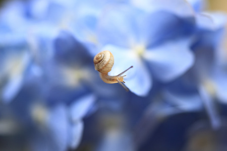 Snails on hydrangeasの写真素材