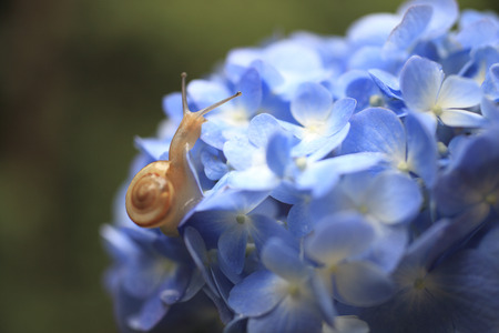 Snails on hydrangeasの写真素材