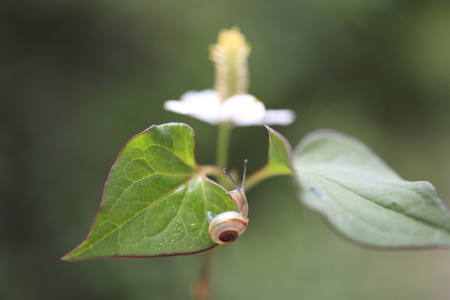 The snail in dokudamiの写真素材
