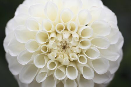 Dahliaの写真素材