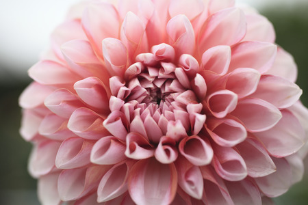 Dahliaの写真素材
