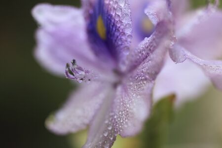 Water hyacinthの写真素材