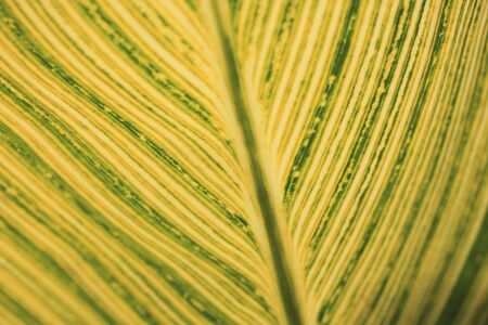 Cannaの写真素材