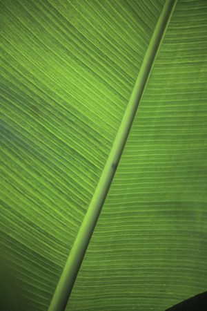 Banana leafの写真素材