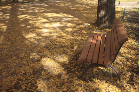 Fallen leaves and benchの写真素材