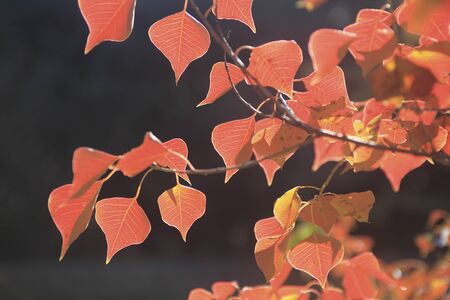 Tallowtree of autumn leavesの写真素材