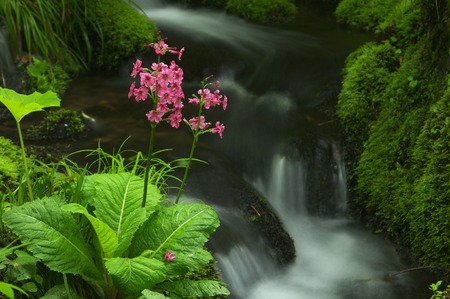 Mountain stream and Kurinsouの写真素材