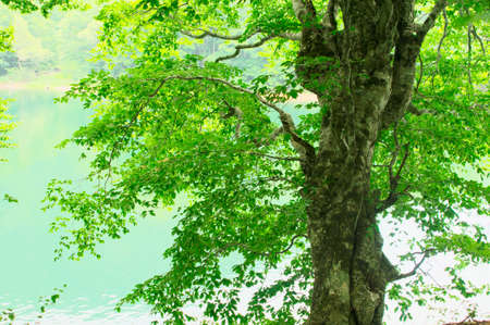 Beech and Hibara Lakeの写真素材