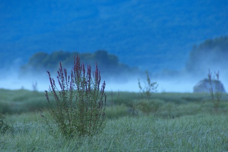 Misohagi of Hosonoの写真素材