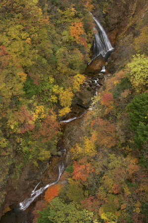 Autumn leavesの写真素材