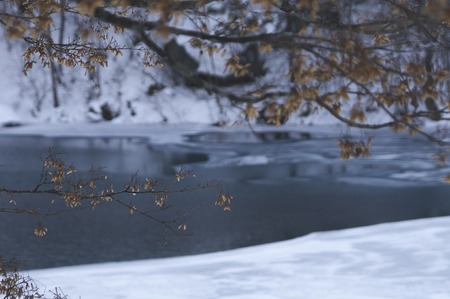 Yaginuma and snowの写真素材