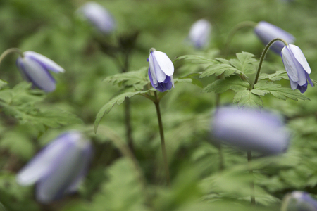 Miyakowasureの写真素材