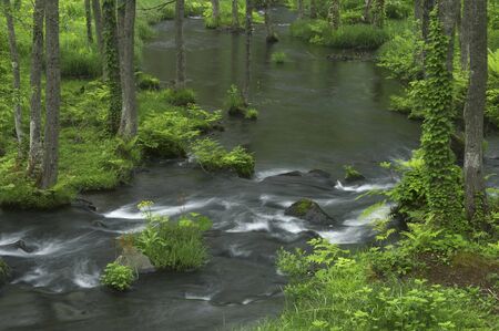 At Nagasegawaの写真素材