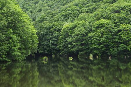 Magarisawa swampの写真素材