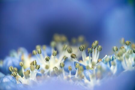 Hydrangeaの写真素材