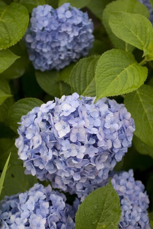 Hydrangea