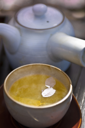 Cherry blossom viewingの写真素材