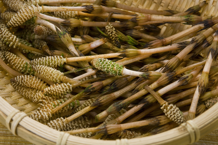 Horsetailの写真素材