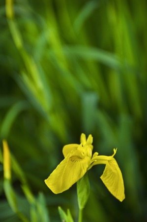 Yellow irisの写真素材