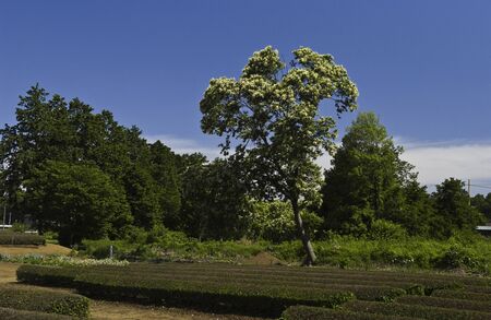 Tea plantationの写真素材