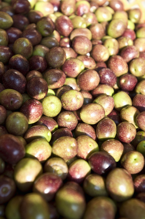 Ripe olivesの写真素材