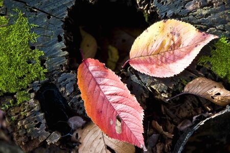 Fallen leaves