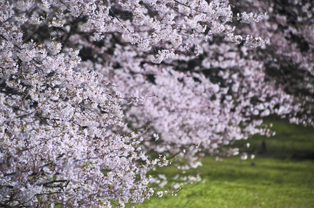 Cherryの写真素材