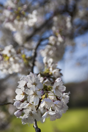 Cherryの写真素材