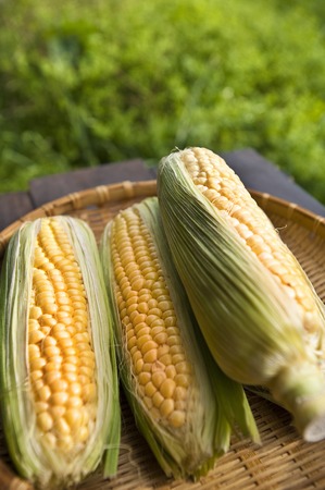 Corn